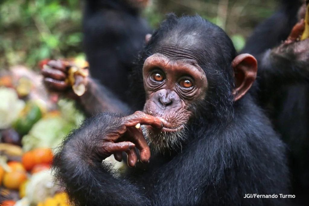 Ozimni sikim bilan sikdim